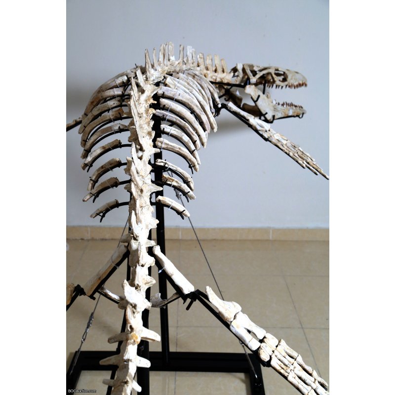 4.2 Meter Original Mosasaur Skeleton + Certificate of Authenticity