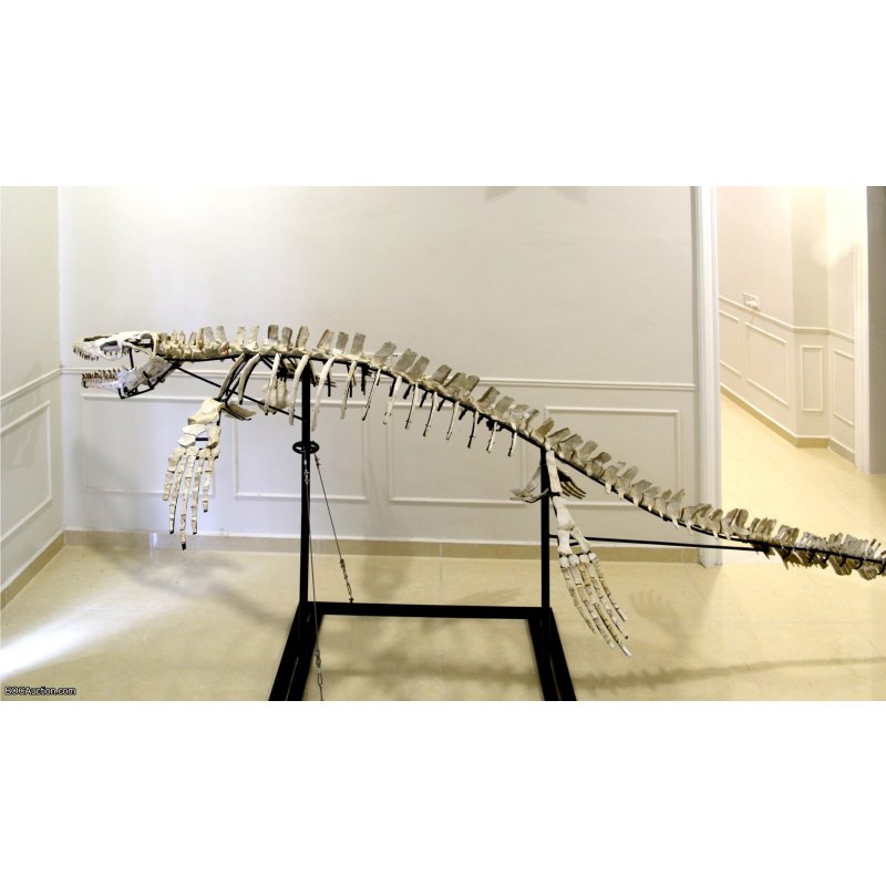 4.2 Meter Original Mosasaur Skeleton + Certificate of Authenticity