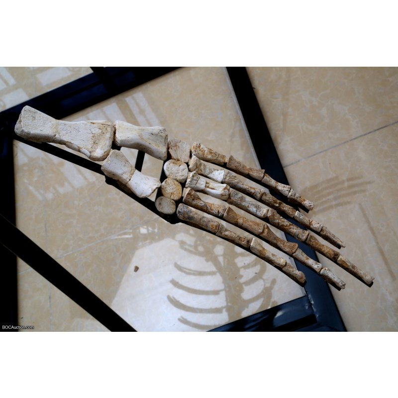 4.2 Meter Original Mosasaur Skeleton + Certificate of Authenticity