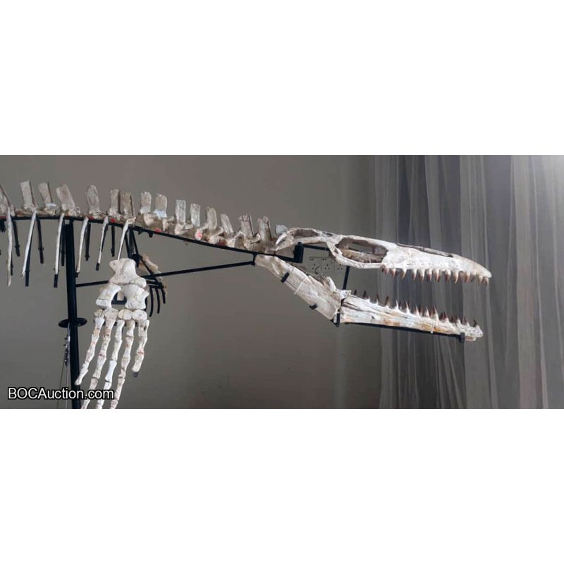 4.2 Meter Original Mosasaur Skeleton + Certificate of Authenticity