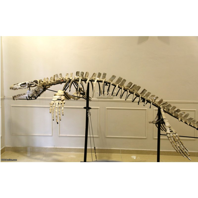 4.2 Meter Original Mosasaur Skeleton + Certificate of Authenticity