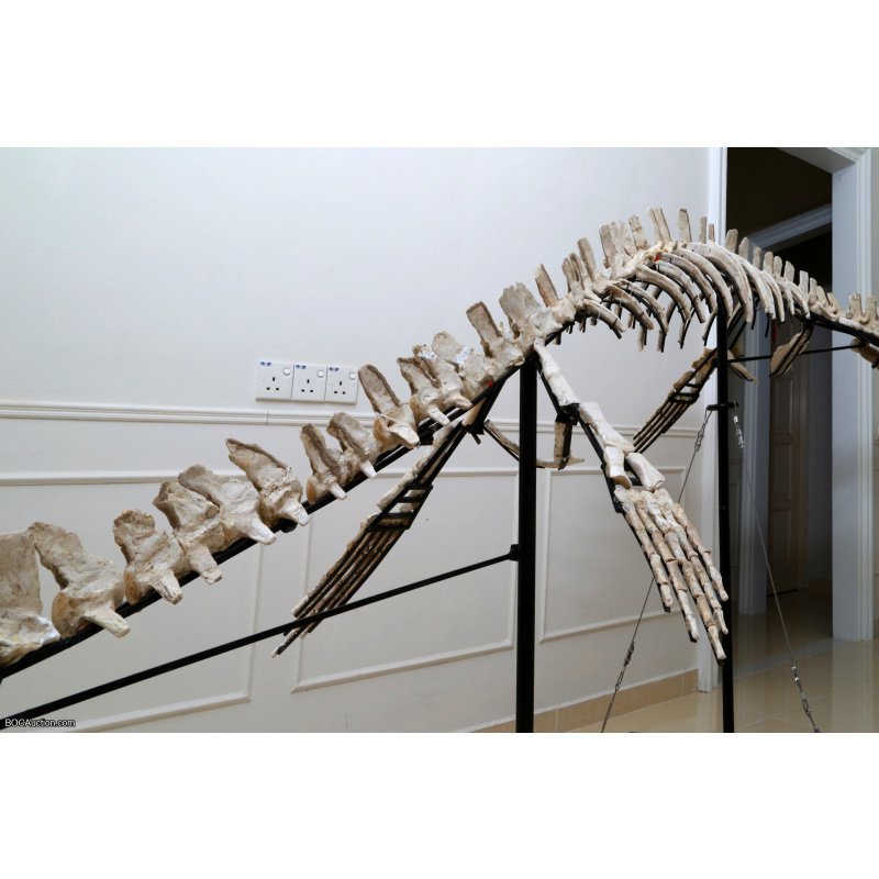 4.2 Meter Original Mosasaur Skeleton + Certificate of Authenticity