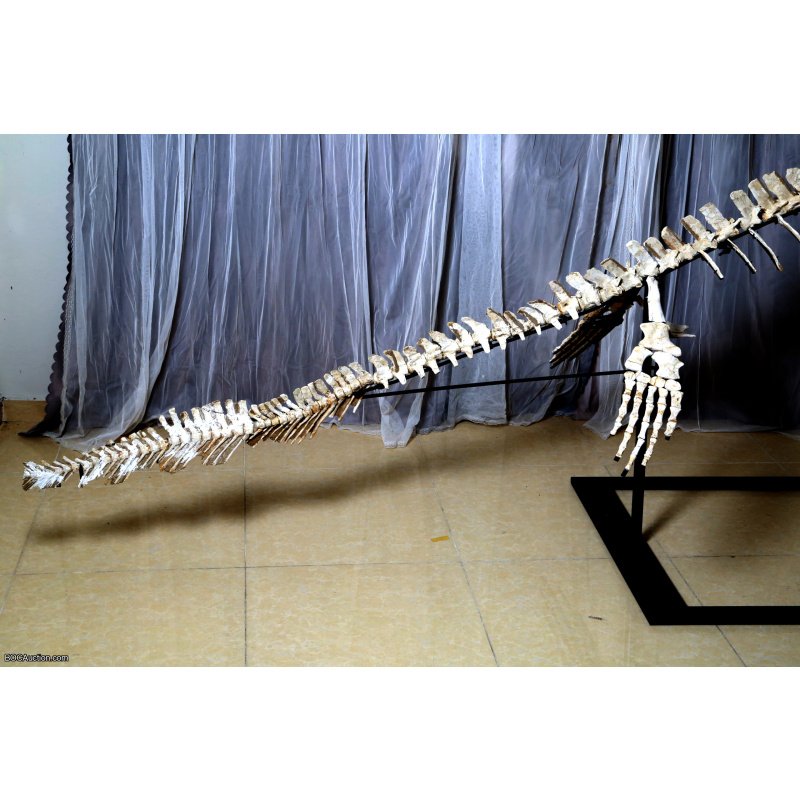 4.2 Meter Original Mosasaur Skeleton + Certificate of Authenticity