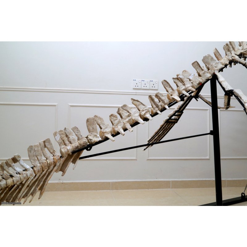 4.2 Meter Original Mosasaur Skeleton + Certificate of Authenticity