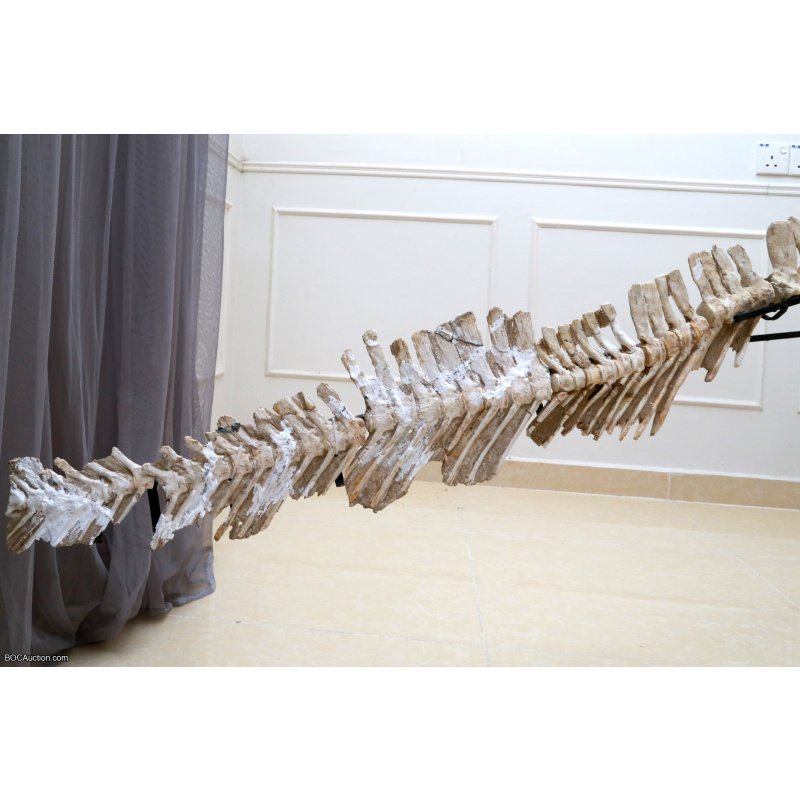 4.2 Meter Original Mosasaur Skeleton + Certificate of Authenticity