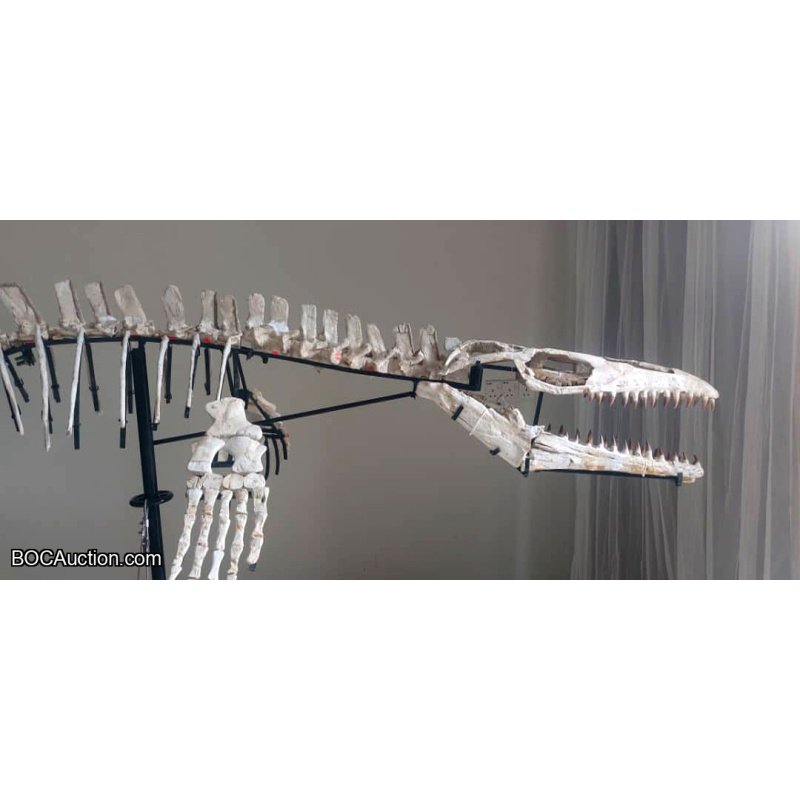 4.2 Meter Original Mosasaur Skeleton + Certificate of Authenticity