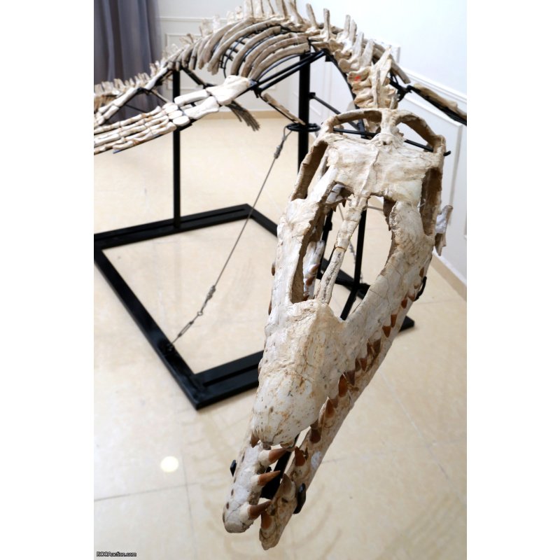 4.2 Meter Original Mosasaur Skeleton + Certificate of Authenticity