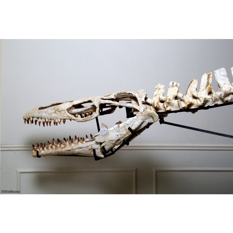 4.2 Meter Original Mosasaur Skeleton + Certificate of Authenticity