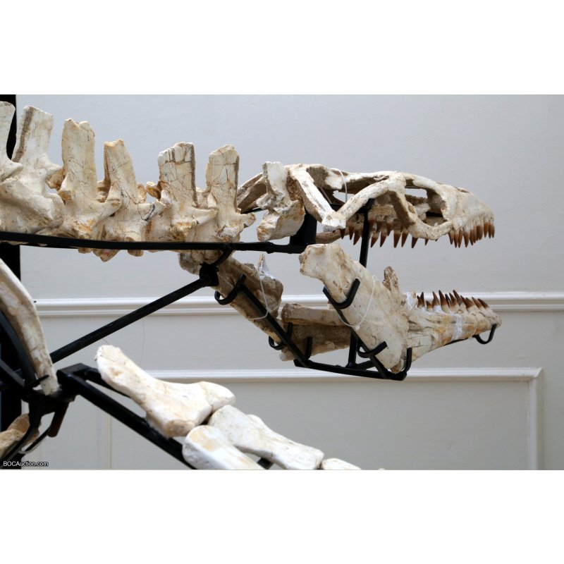 4.2 Meter Original Mosasaur Skeleton + Certificate of Authenticity