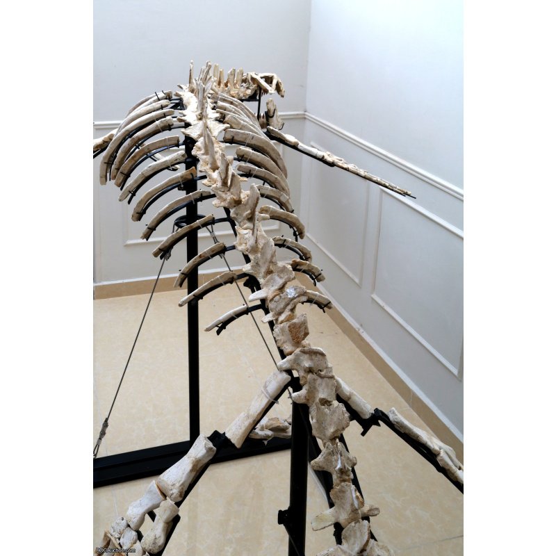 4.2 Meter Original Mosasaur Skeleton + Certificate of Authenticity