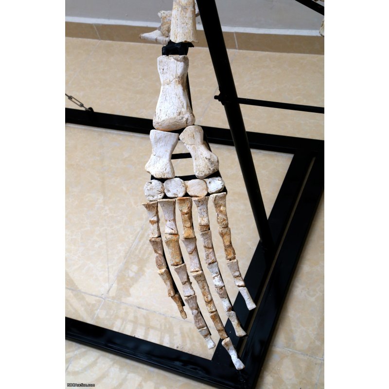 4.2 Meter Original Mosasaur Skeleton + Certificate of Authenticity