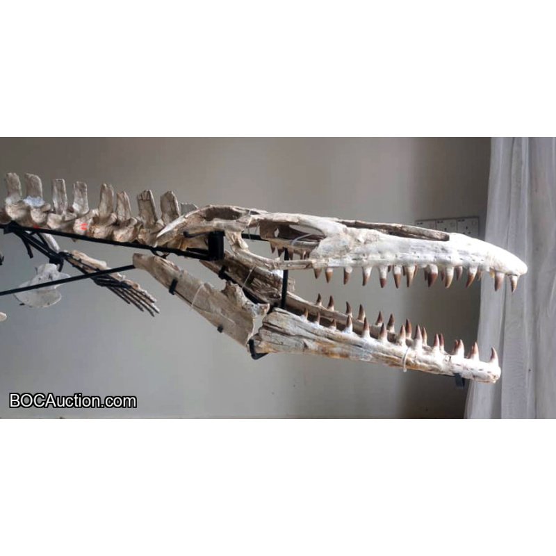 4.2 Meter Original Mosasaur Skeleton + Certificate of Authenticity