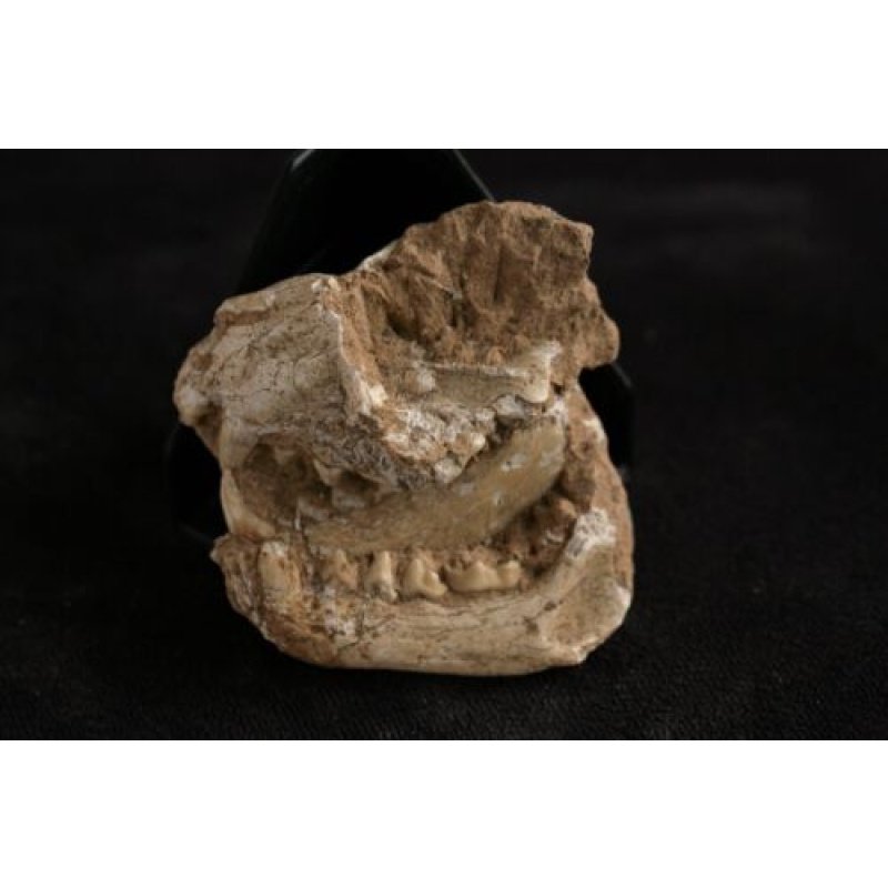 Timelesstfc -  RARE Mustelidae fossil with teeth Miocene 65mm