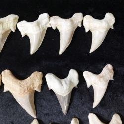 best offer Wholesale HUGE Shark fossil teeth 100 Otodus Obliquus 5-6 cm