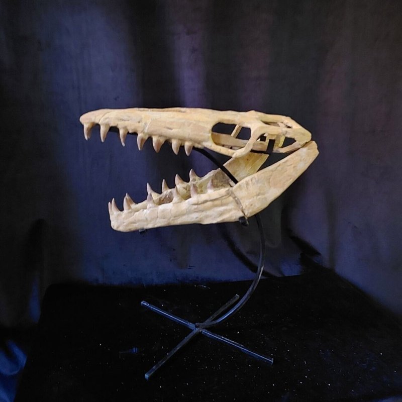 Best offer Mosasaurus Skull Rare quality Mosasaur dinosaur bones paleontology