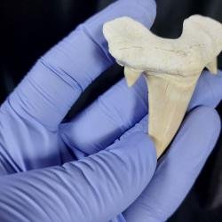 2.8" Rare Moroccan Shark teeth 100% Natural Otodus tooth