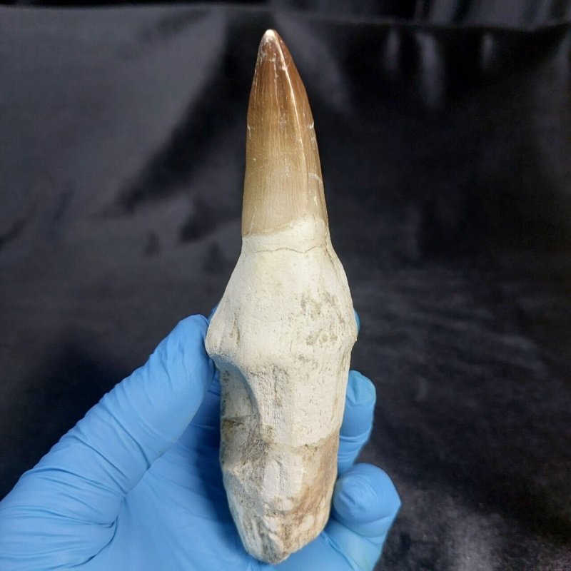 6.62" 16 cm Huge Mosasaur tooth rooted prognathodon fossilized Morocco