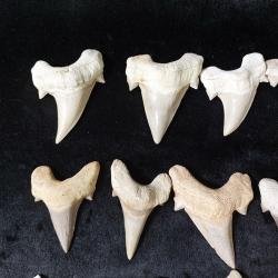 best offer Wholesale HUGE Shark fossil teeth 100 Otodus Obliquus 5-6 cm
