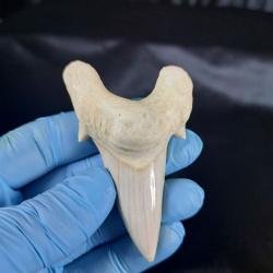 Incredibe huge Auriculatus shark tooth Otodus Sokolovi shark fossil mega Morocco