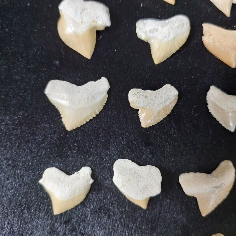 Wholesale Fossil ! Rare 100 Deformed Squalicorax Shark teeth Pathological Fossil