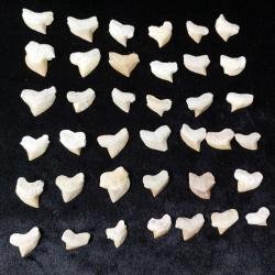Wholesale Fossil ! Rare 100 Deformed Squalicorax Shark teeth Pathological Fossil