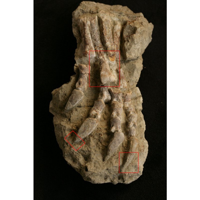 Timelesstfc - HIgh quality Psittacosaurus hind leg bone fossil DINOSAUR foot
